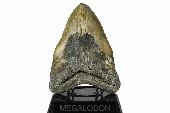 Huge, Fossil Megalodon Tooth - North Carolina #382588